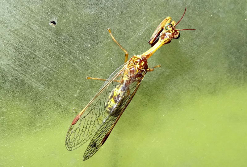 Mantispa styriaca - Mantispidae